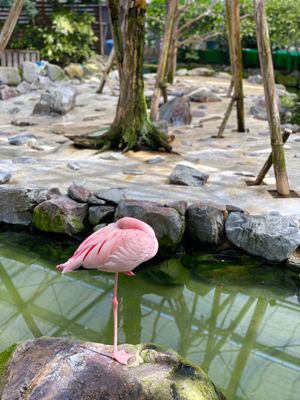松江フォーゲルパーク花鳥園

トキの餌やり体験
一羽食い意地がすごい子がいる〜😂