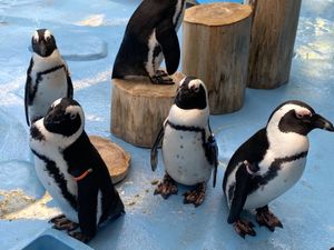 🦜たちの餌やり体験から出てくると
🐧ちゃん達が何故か柵のすぐそばに密集して...
