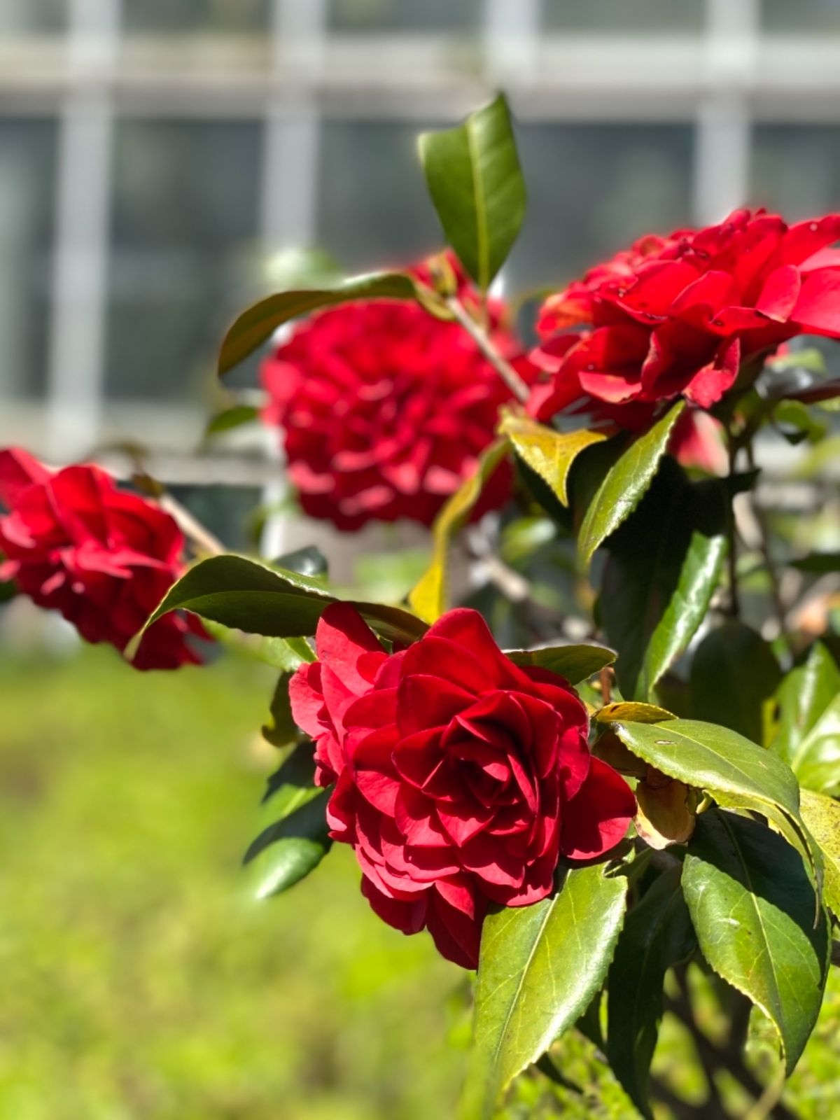 松江フォーゲルパーク花鳥園

福岡は桜はもう散ってしまってたけど
島根はま...