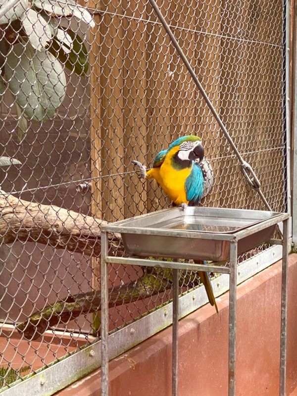 日本・松江「お財布忘れた島根出張」の写真：松江フォーゲルパーク花鳥園

この大股っ...