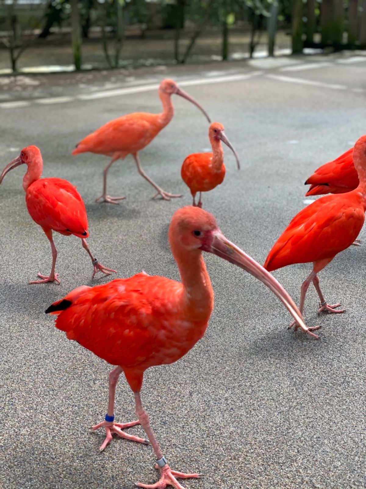 松江フォーゲルパーク花鳥園

トキの餌やり体験
一羽食い意地がすごい子がいる〜😂