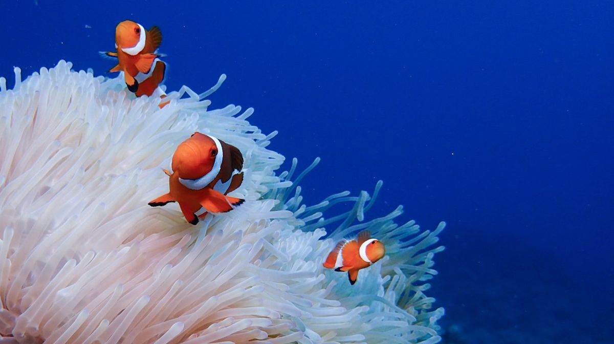 ふたつの海が見える丘
https://www.town.tatsugo.l...