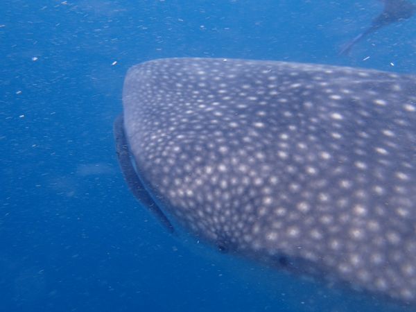 モルディブ「Maldives Diving Ari Atoll」の写真：ジンベエもマンタも近すぎ(笑)