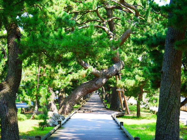 日本・静岡県「京都･広島 旅行」の写真