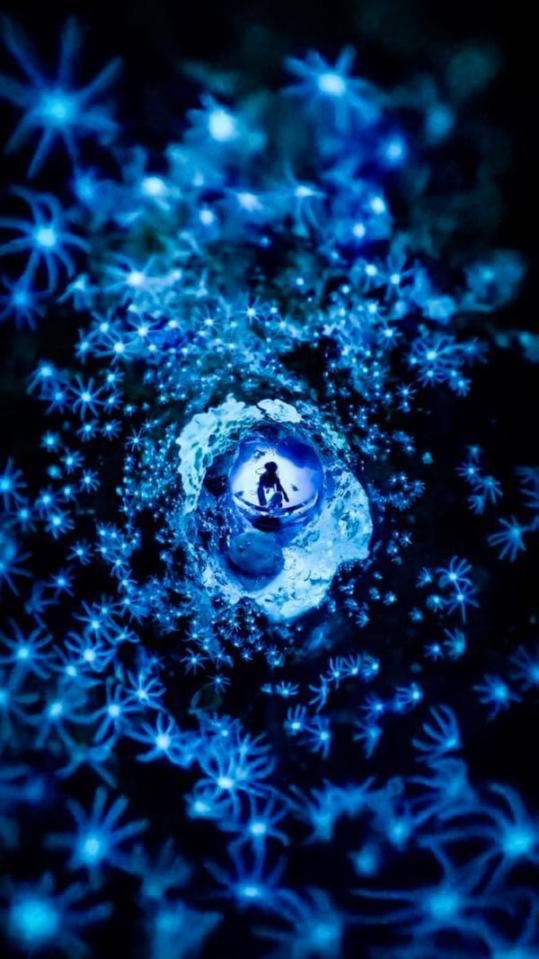 タイ・タオ島「タオ島ダイビング旅行」の写真