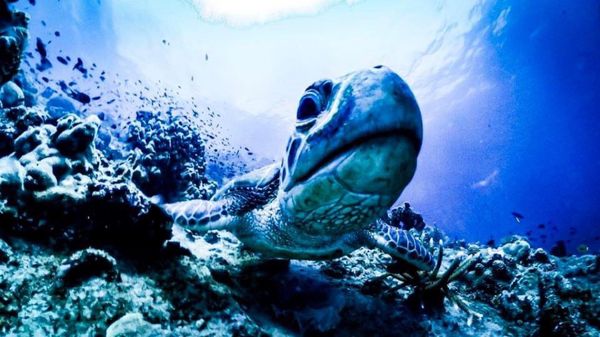 タイ・タオ島「タオ島ダイビング旅行」の写真