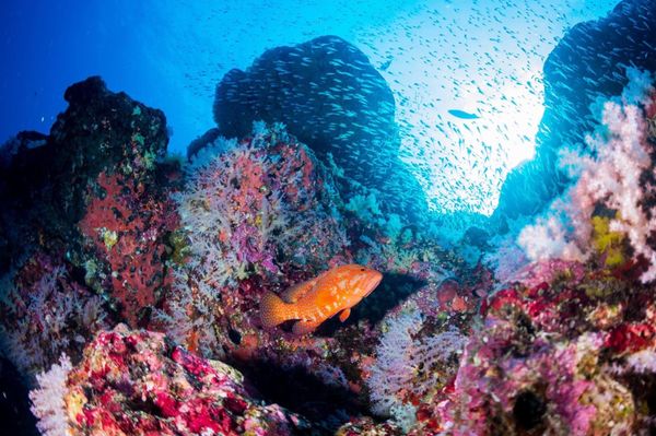 タイ・シミラン諸島「シミラン諸島ダイビングクルーズ」の写真