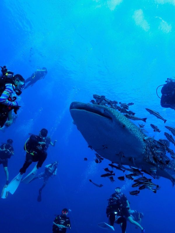タイ・タオ島「タオ島ジンベエザメ祭」の写真