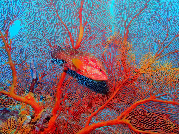 タイ・シミラン諸島「シミラン諸島ダイビングクルーズ」の写真