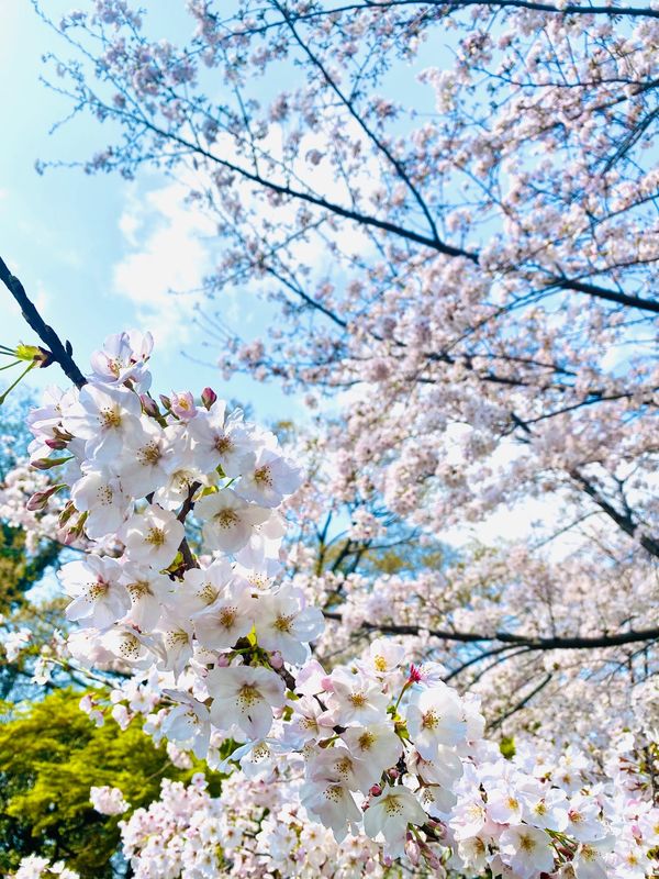 日本・愛知県「岡崎城&amp;カクキュー」の写真