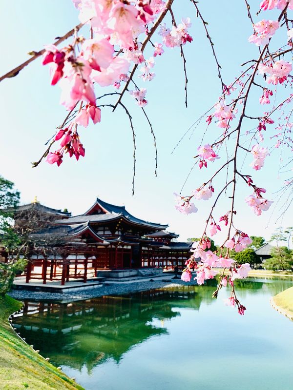 日本・京都府「仁和寺&amp;伏見稲荷&amp;平等院」の写真