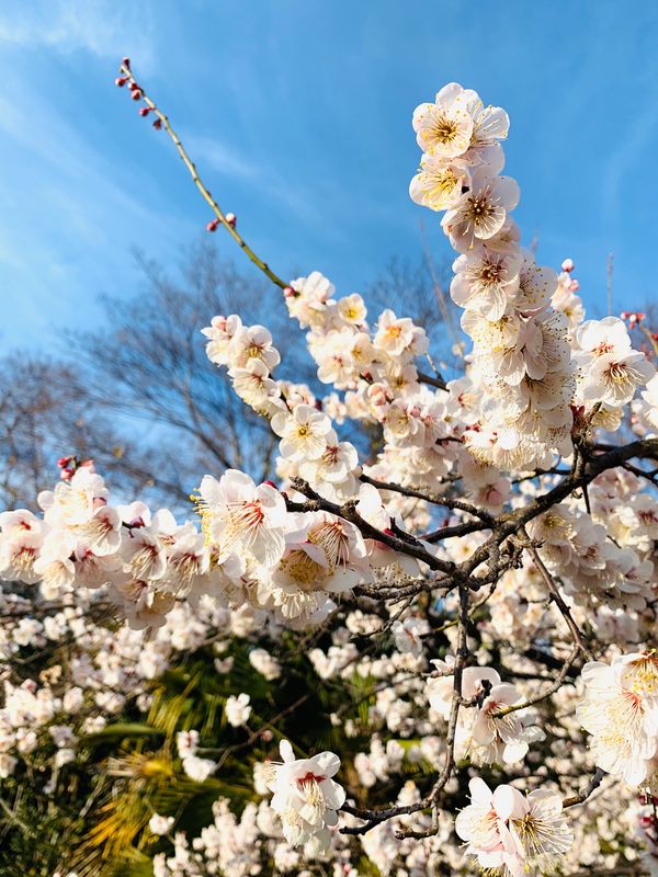 日本・東海市「加木屋緑地」の写真
