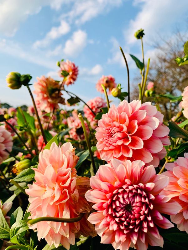 日本・三重県「なばなの里」の写真