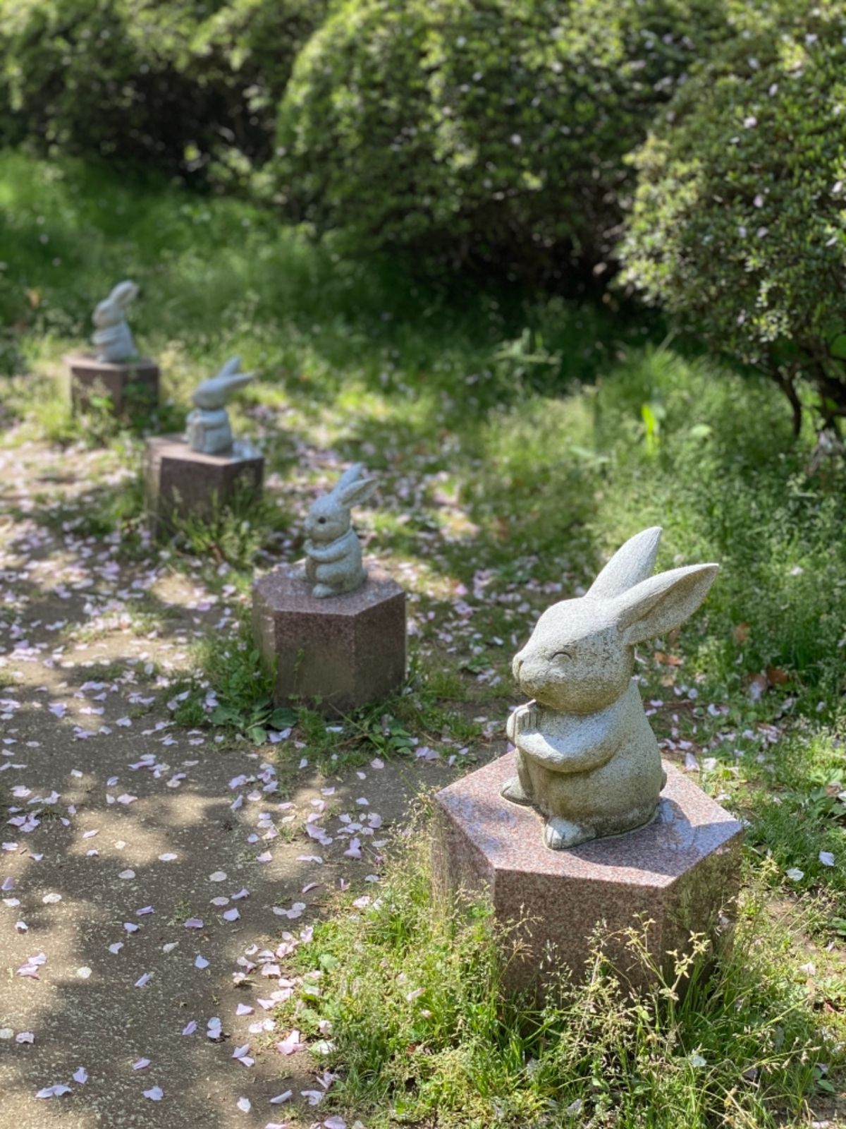 出雲大社

散りかけてたけど、まだギリギリ咲いてた