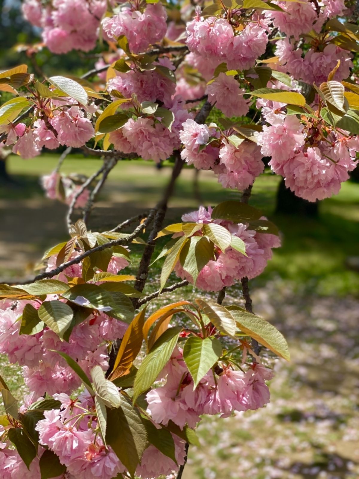 出雲大社

散りかけてたけど、まだギリギリ咲いてた