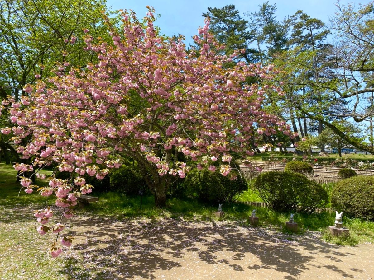 出雲大社

散りかけてたけど、まだギリギリ咲いてた