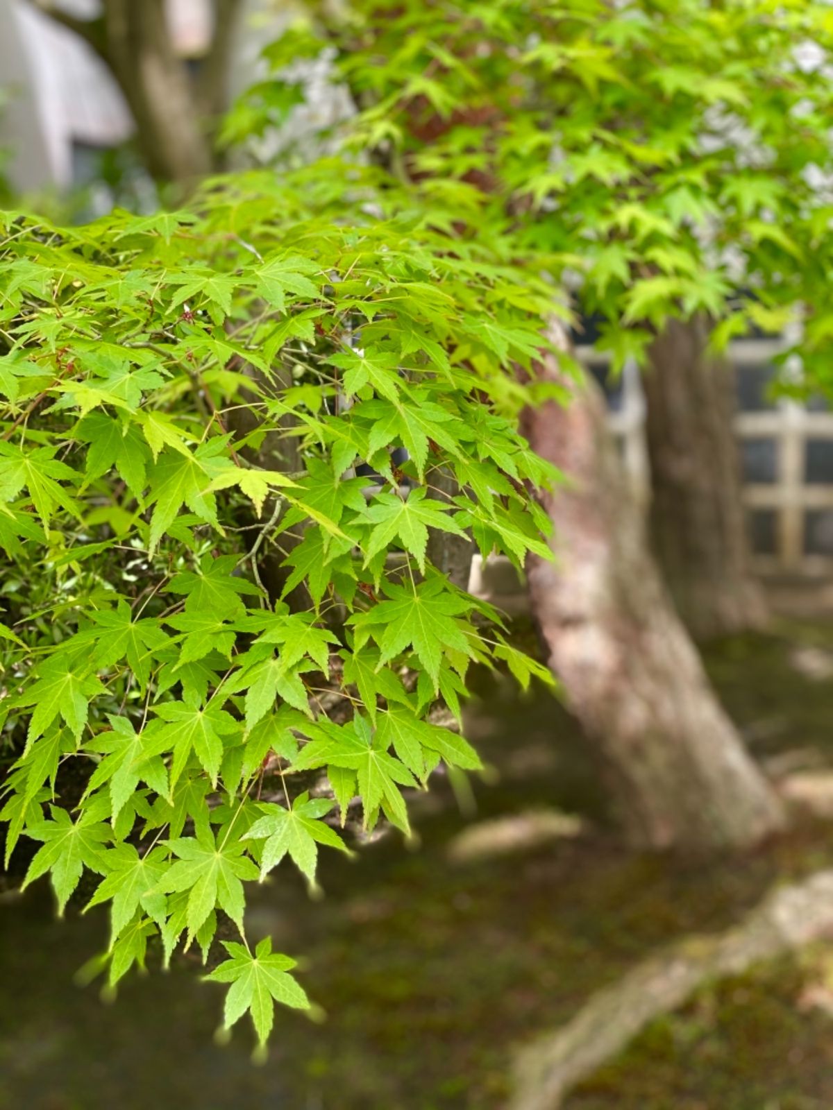 島根3度目にして
念願の足立美術館へ！

器好きだから
新しくできた魯山人...