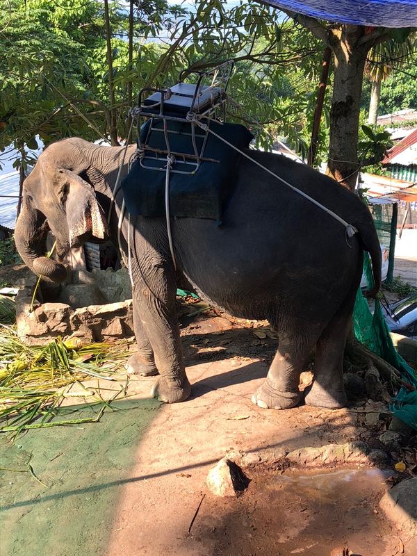 タイ・プーケット島「てーじ会プーケット旅行」の写真：象乗り体験とオールドタウン、ホテルビーチ