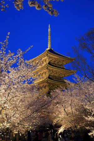 桜の開花早い