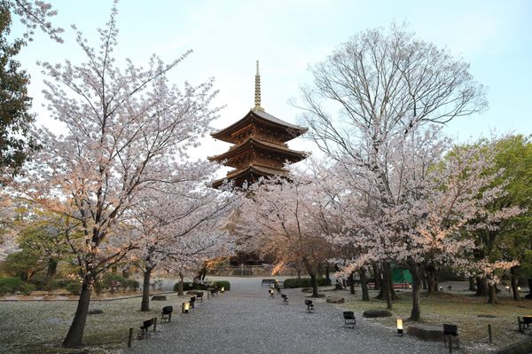 日本・京都「東寺桜のライトアップ」の写真：桜の開花早い