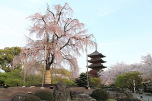 桜の開花早い
