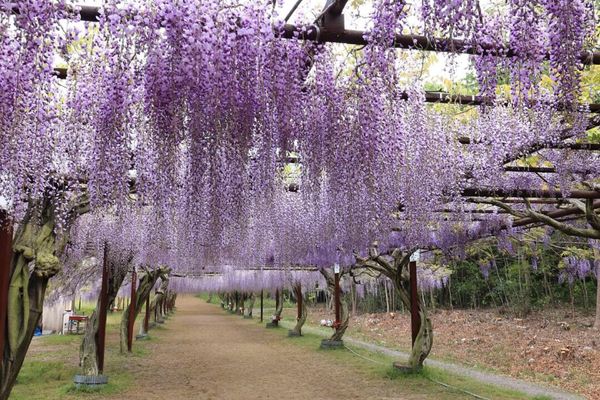 日本・岡山県「日本一の藤公園」の写真