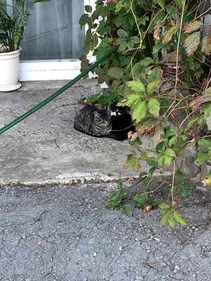 ホテルで飼ってる猫ちゃん🐈🐈‍⬛
ホテルに戻って、晩酌に夕食で食べ切れなく...