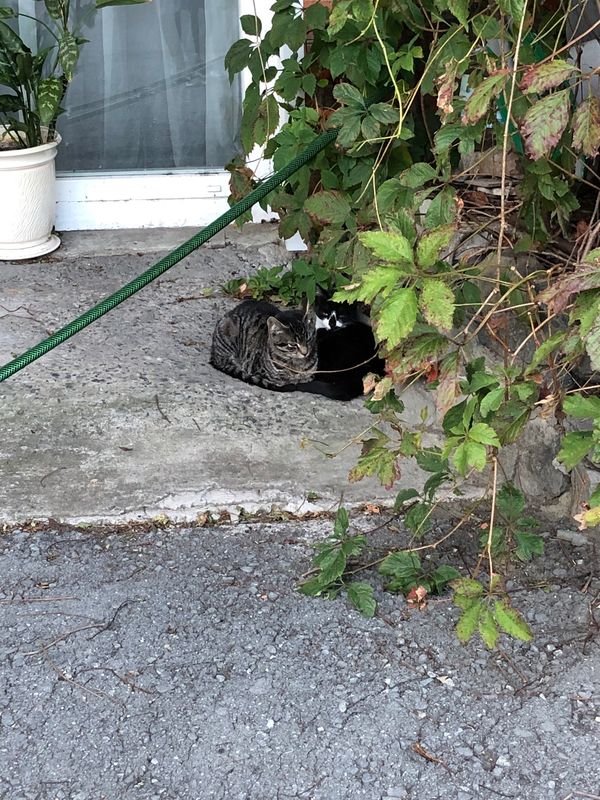 ロシア連邦・ウラジオストク「ウラジオストク の旅」の写真：ホテルで飼ってる猫ちゃん🐈🐈‍⬛
ホテル...