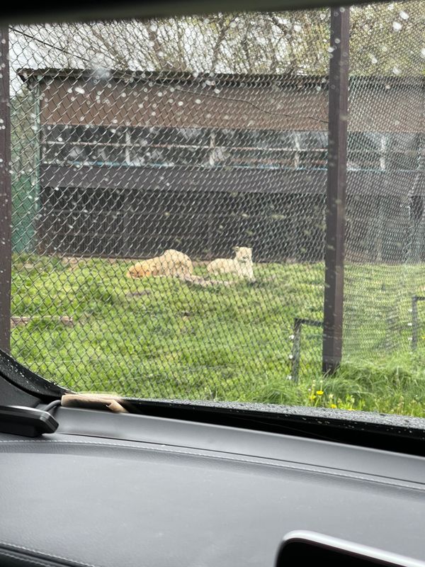 日本・那須「リゾナーレ那須」の写真：那須サファリパーク

雨が降っていたので...