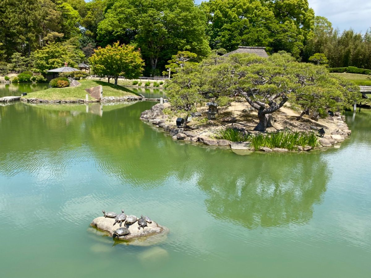 庭のあちこちに日向ぼっこしてる🐢がいて可愛かった❤️

レンゲの花は私が子...