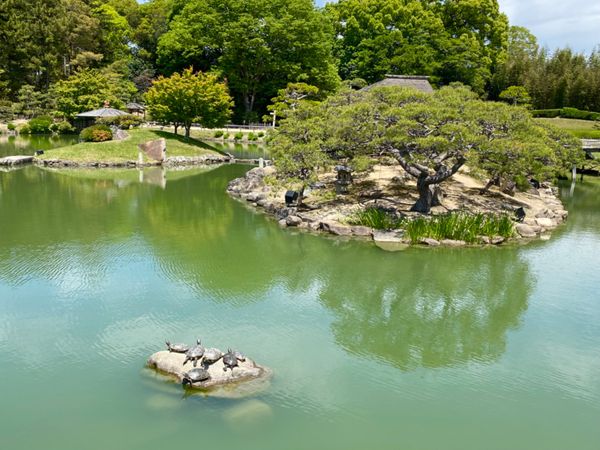 日本・岡山県「弾丸で久しぶりの岡山」の写真：庭のあちこちに日向ぼっこしてる🐢がいて可...