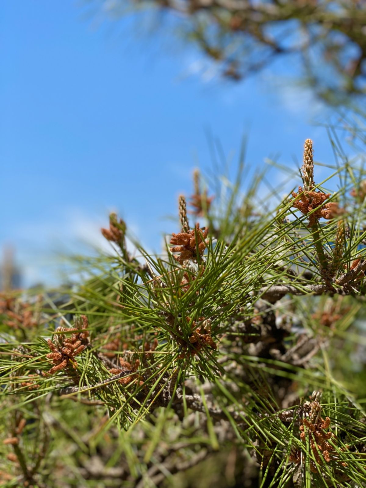 久しぶりに松ぼっくり見た！

🐢と🐸の大きさ同じくらいなんだが…
ガマガエ...