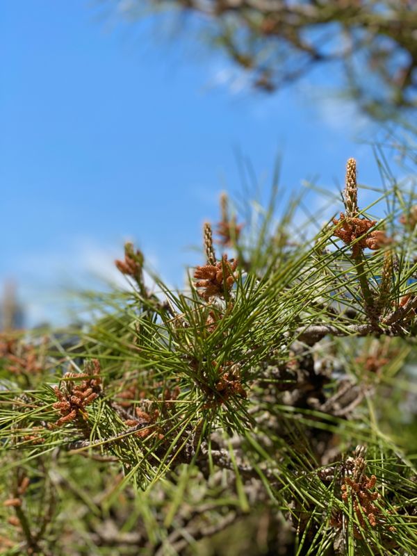 日本・岡山県「弾丸で久しぶりの岡山」の写真：久しぶりに松ぼっくり見た！

🐢と🐸の大...