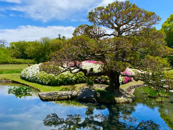 日本・岡山県「弾丸で久しぶりの岡山」の写真：6〜7年くらいぶりの後楽園

ちょうど良...