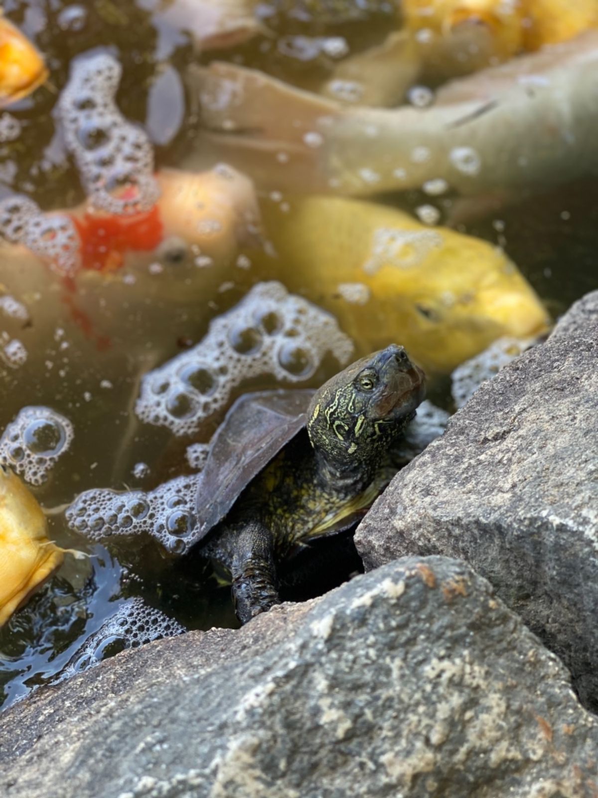 🦆に加えて🐢まで寄ってきた