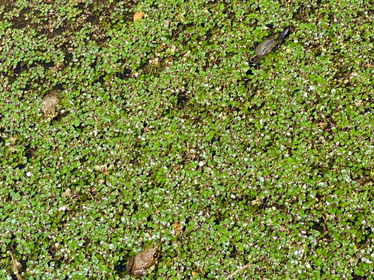 久しぶりに松ぼっくり見た！

🐢と🐸の大きさ同じくらいなんだが…
ガマガエ...