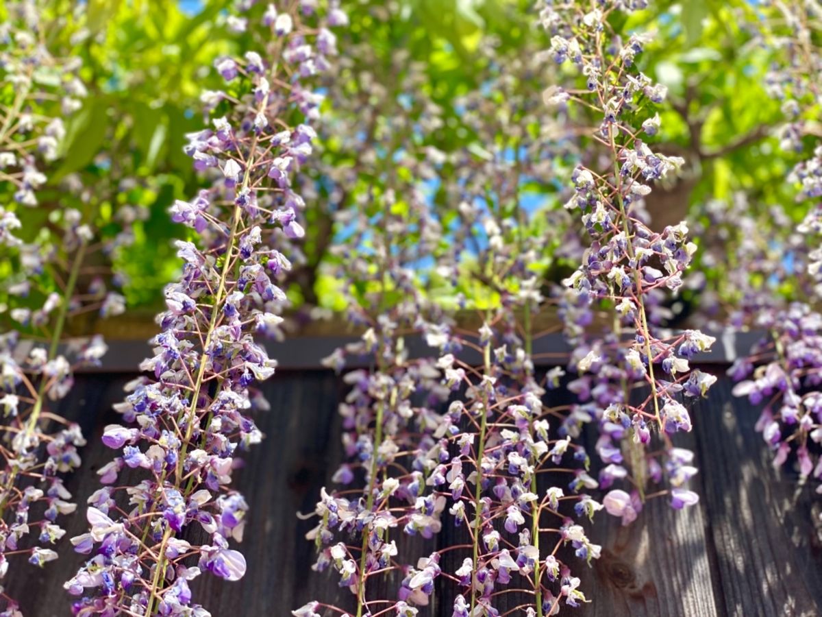 庭のあちこちに日向ぼっこしてる🐢がいて可愛かった❤️

レンゲの花は私が子...
