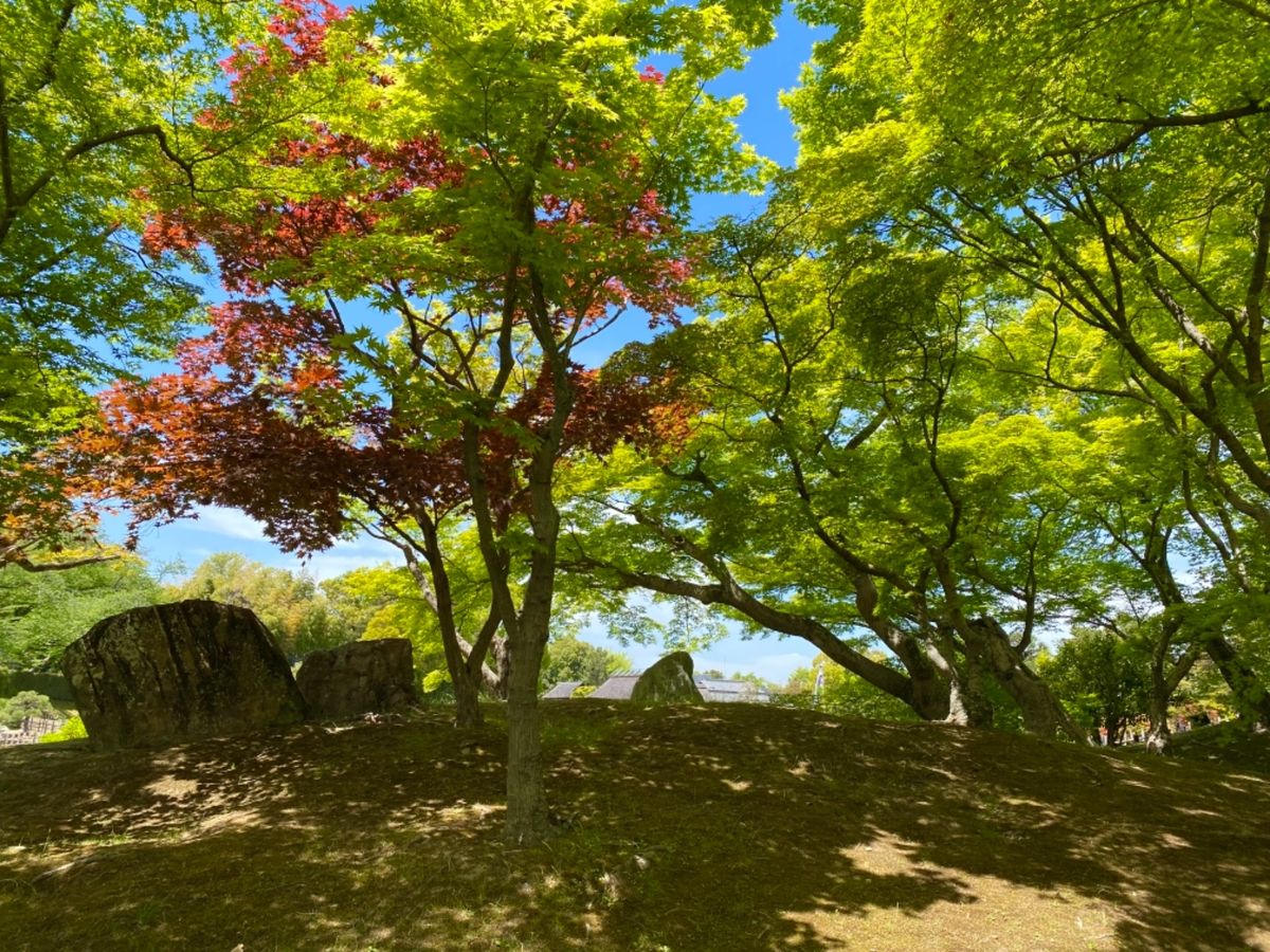 6〜7年くらいぶりの後楽園

ちょうど良い季節だったから
緑がすごく綺麗だ...