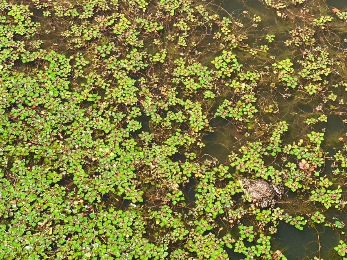 久しぶりに松ぼっくり見た！

🐢と🐸の大きさ同じくらいなんだが…
ガマガエ...