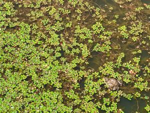 久しぶりに松ぼっくり見た！

🐢と🐸の大きさ同じくらいなんだが…
ガマガエ...