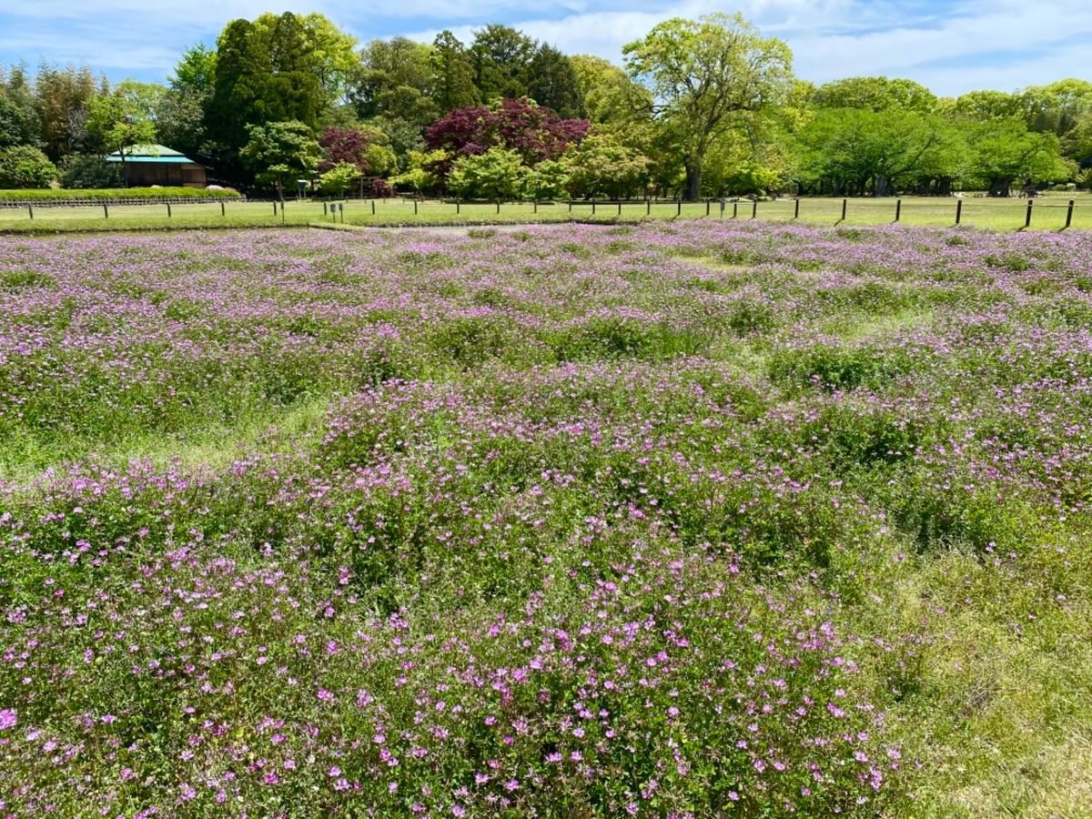 庭のあちこちに日向ぼっこしてる🐢がいて可愛かった❤️

レンゲの花は私が子...