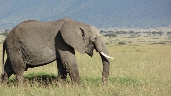 ケニア・マサイマラ「憧れのサファリ」の写真