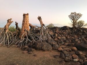 グィーバーツリーを見にケートマンスフープ (
Keetmanshoop)へ...