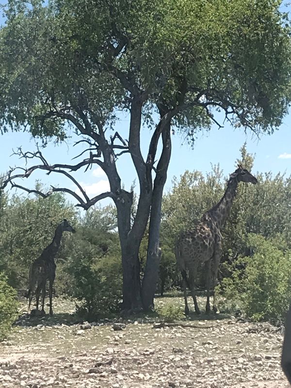 ナミビア・ウィントフック「ナミビア ドライブ旅」の写真：どこでもサファリ。昼間のドライブでは草食...