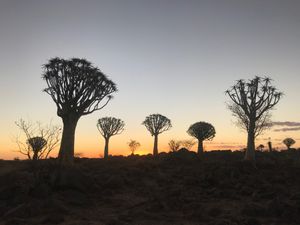 グィーバーツリーを見にケートマンスフープ (
Keetmanshoop)へ...