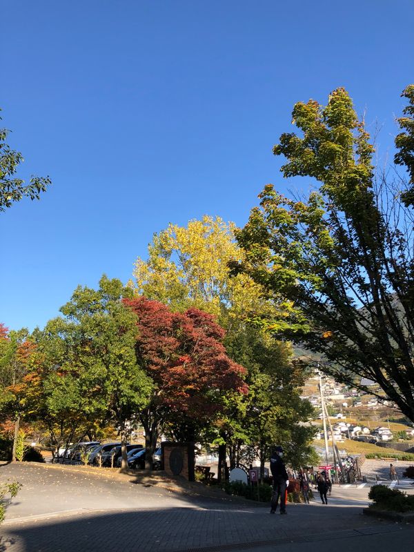 日本・山梨県「GoTo야마나시」の写真：ぶどうの丘🍇でワイン飲みまくり🍷