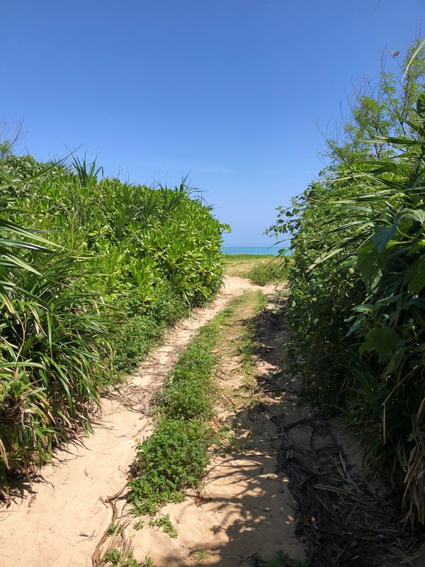 日本・竹富島「石垣島〜小浜島と竹富島はレンタサイクルで。」の写真：道中、細道を発見したので、恐る恐る入って...