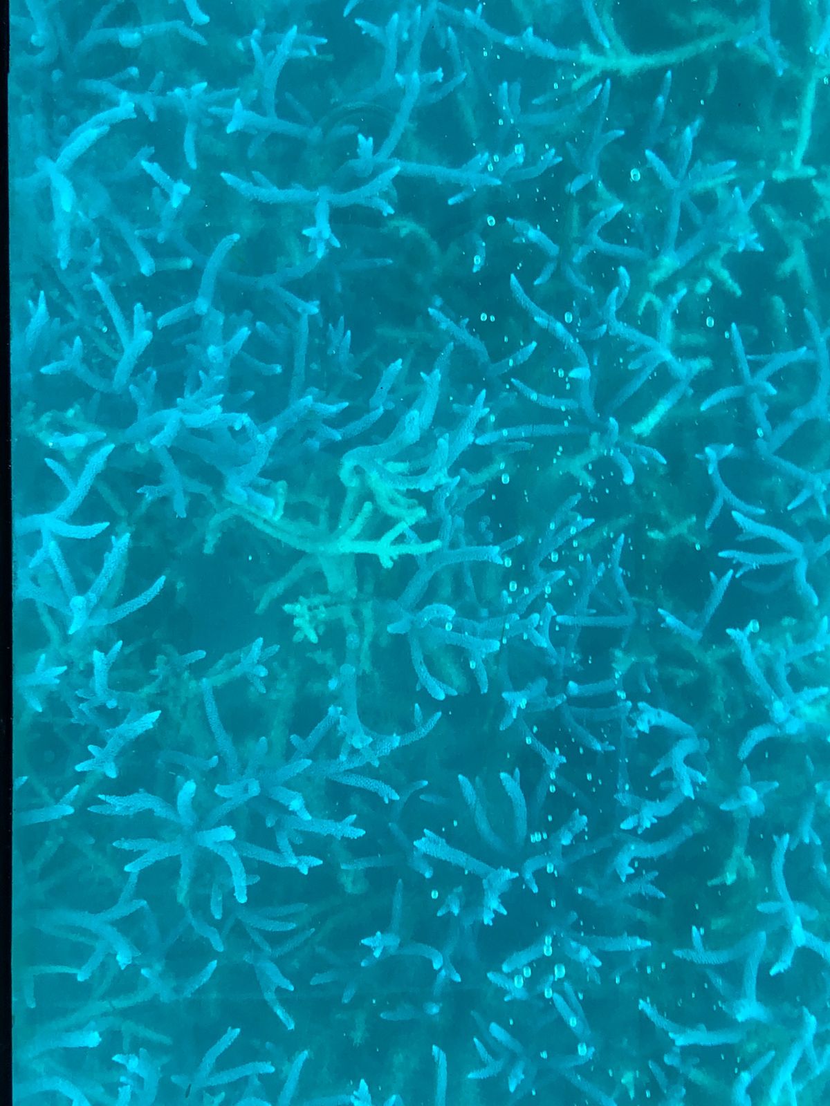 川平湾。
石垣島で一番綺麗だった✨
グラスボードも急遽乗ったけど、850円...