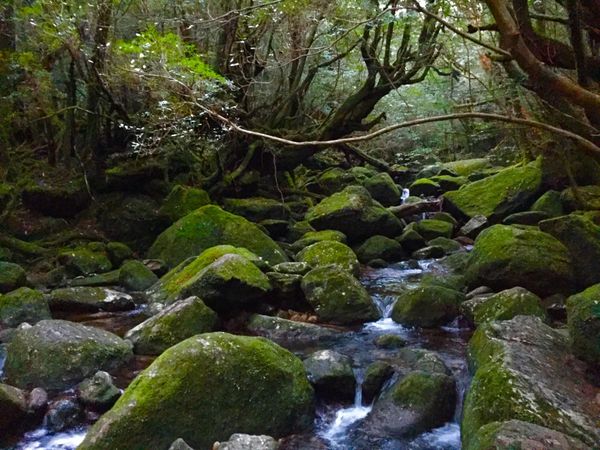 日本・鹿児島県「もののけの森へ　屋久島」の写真