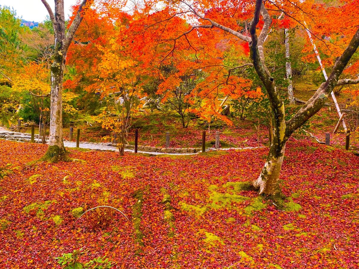【１２月７日(日) 京都嵐山・大覚寺】
嵯峨野で有名な竹林の路とお庭が綺麗...